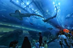 Dubai Aquarium Underwater