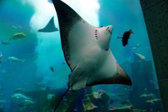 Underwater-Zoo