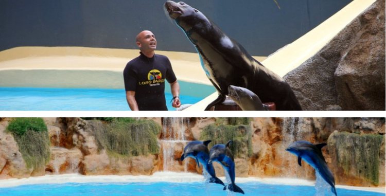 Dolphin and seal show