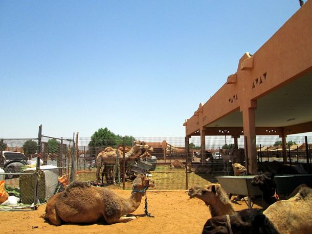 Al Ain Camel Souk