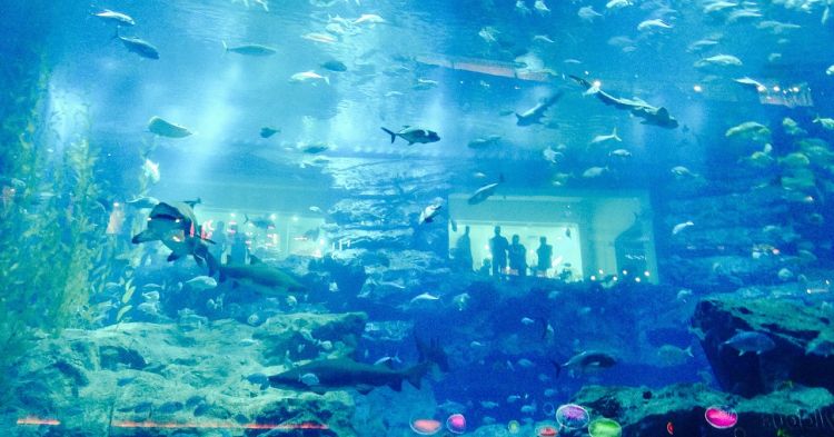 Dubai Aquarium and Underwater Zoo