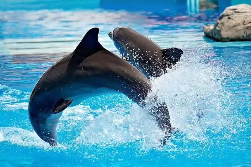 Dubai Dolphinarium